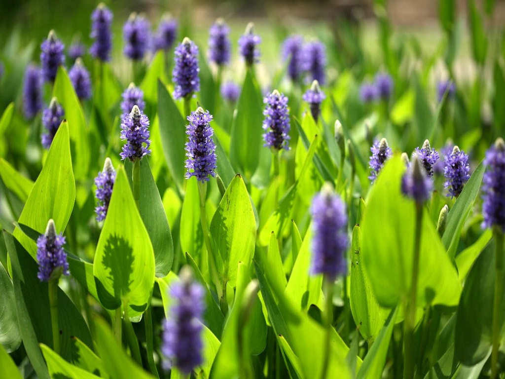 Понтедерия как содержать в аквариуме