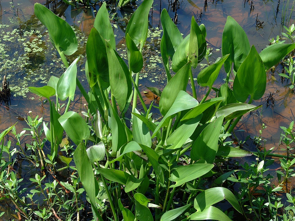 Понтедерия как содержать в аквариуме