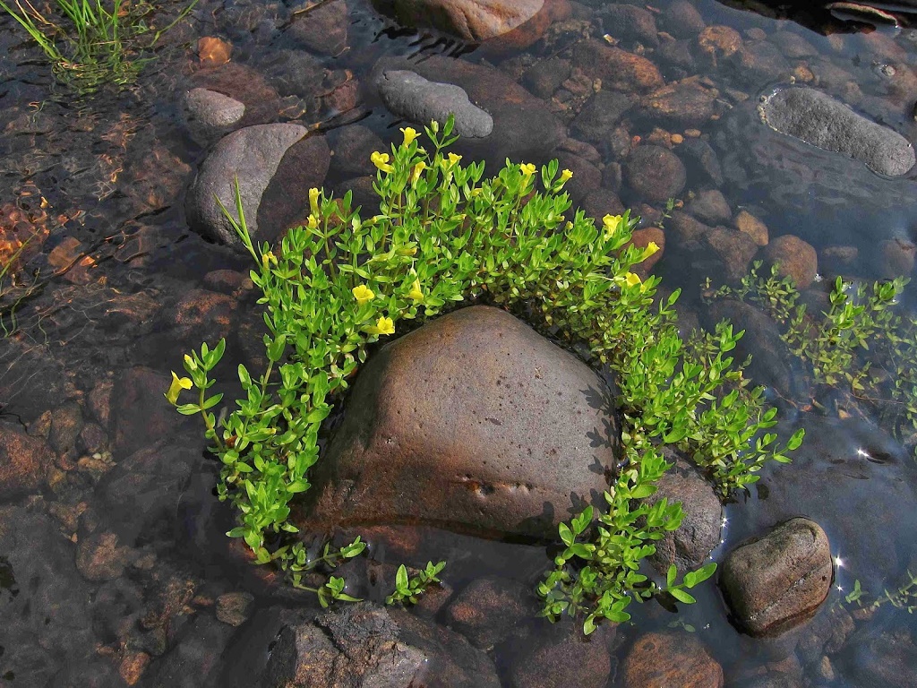 Понтедерия как содержать в аквариуме