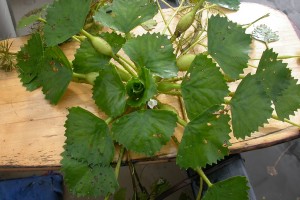 Чилим — водяной орех