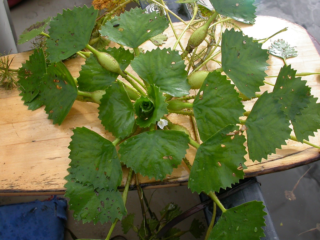 Чилим — водяной орех