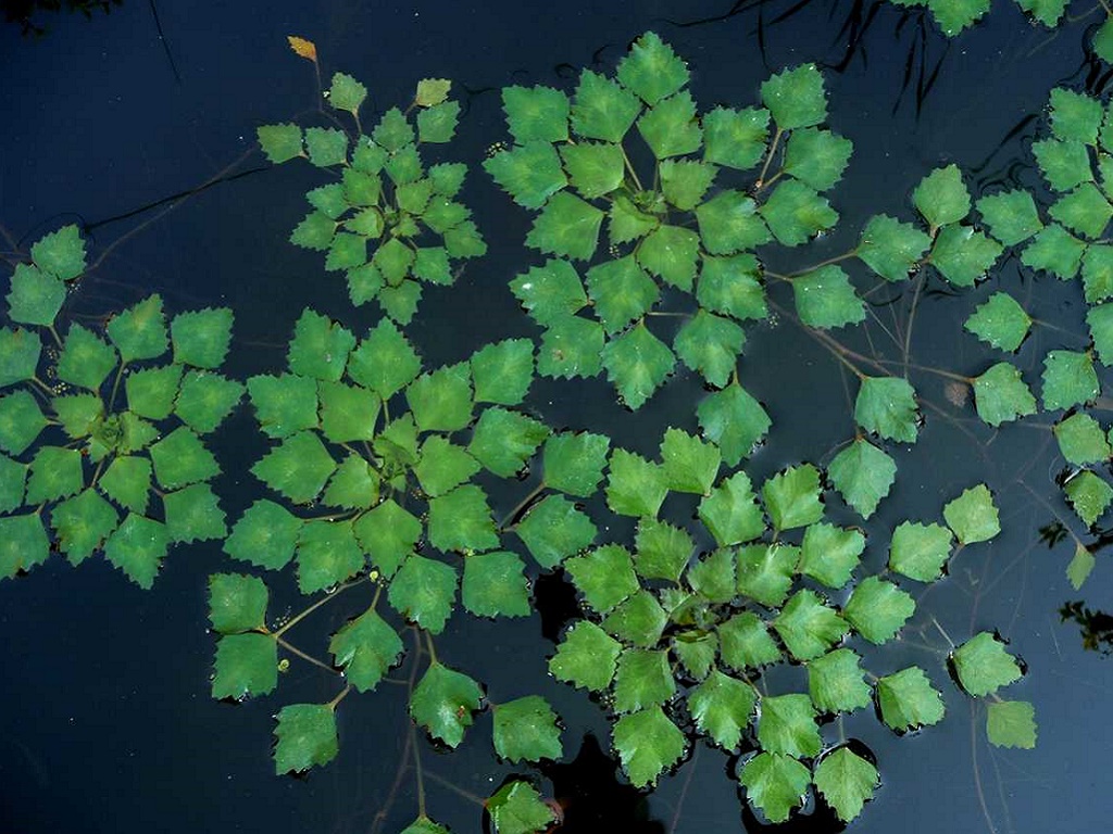 Чилим — водяной орех