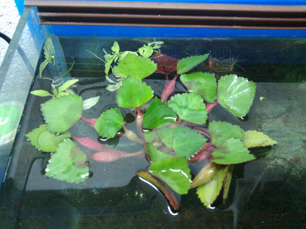 Чилим — водяной орех