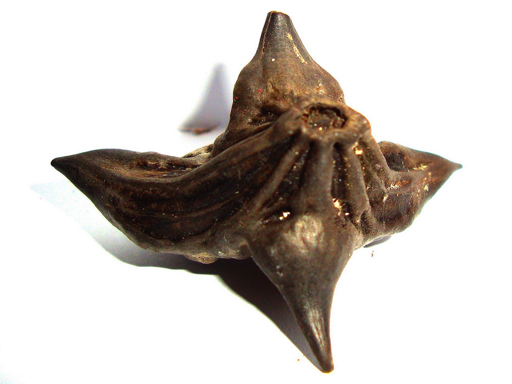 Чилим — водяной орех