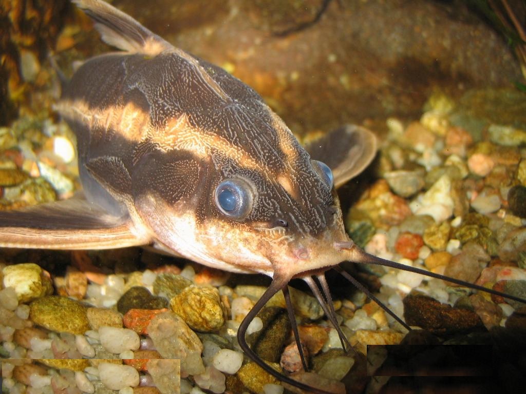 Платидорас полосатый содержание