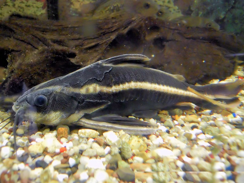 Платидорас полосатый содержание