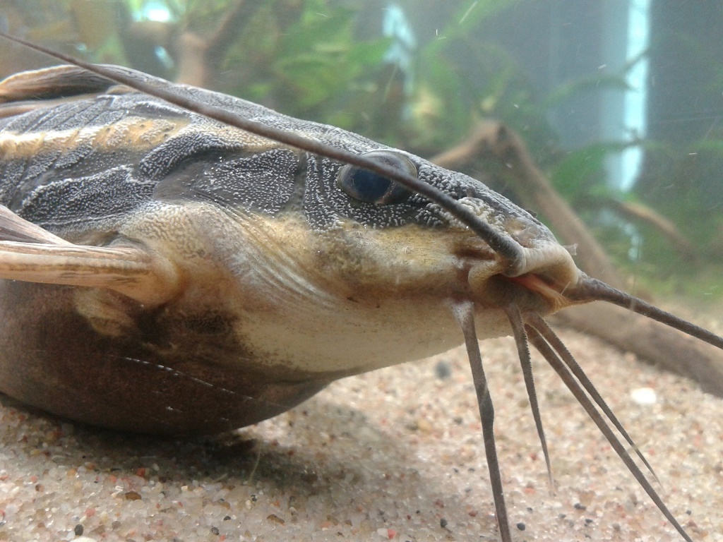 Платидорас полосатый содержание