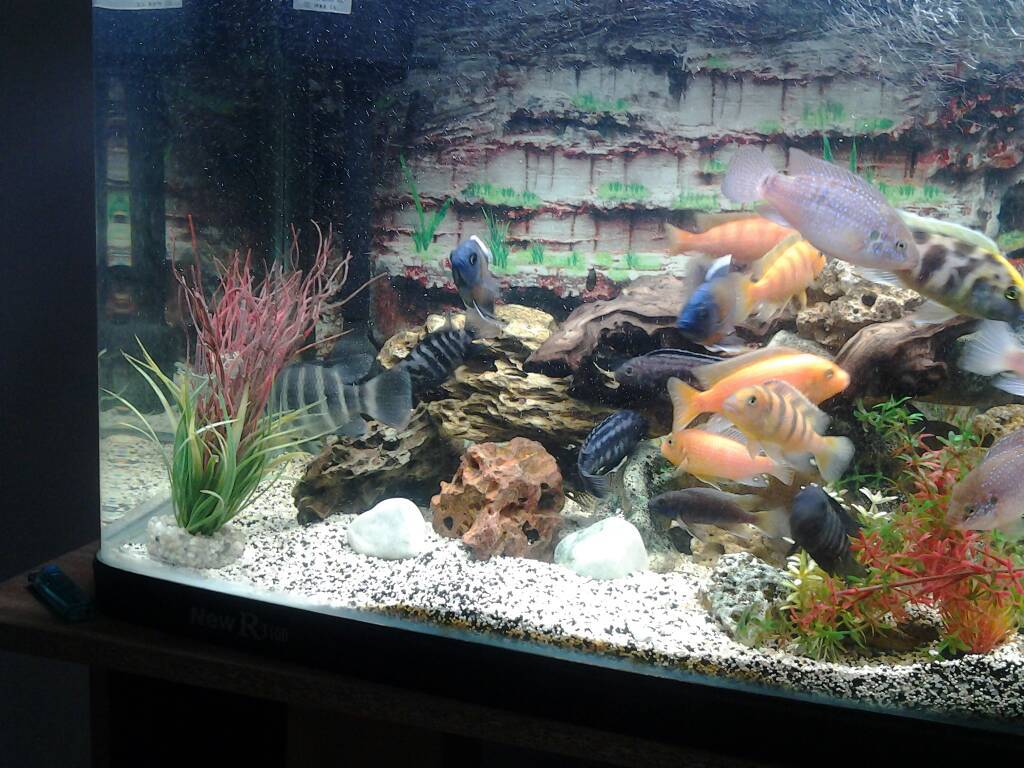 аквариум джебо