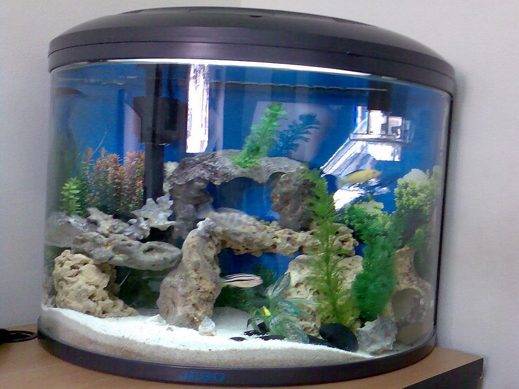 аквариум джебо