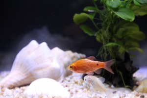 Гексамитоз или дырочная болезнь