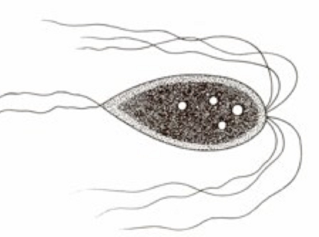 Гексамитоз или дырочная болезнь