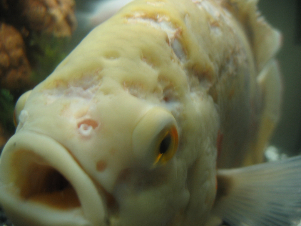 Гексамитоз или дырочная болезнь