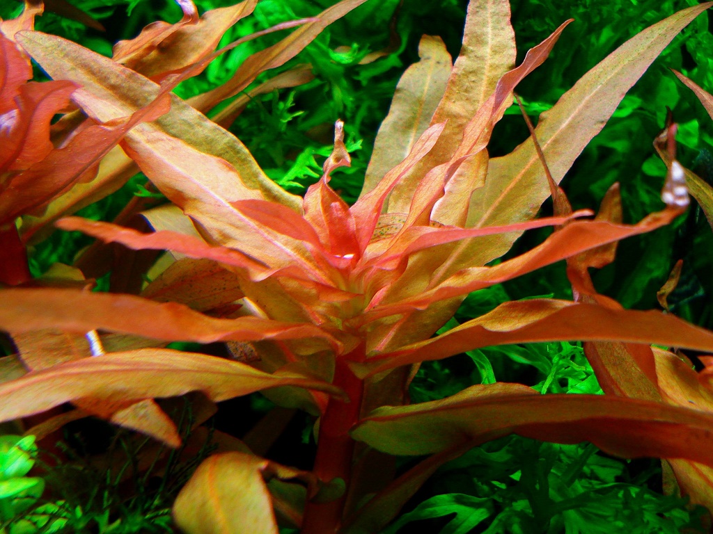 аммания виды