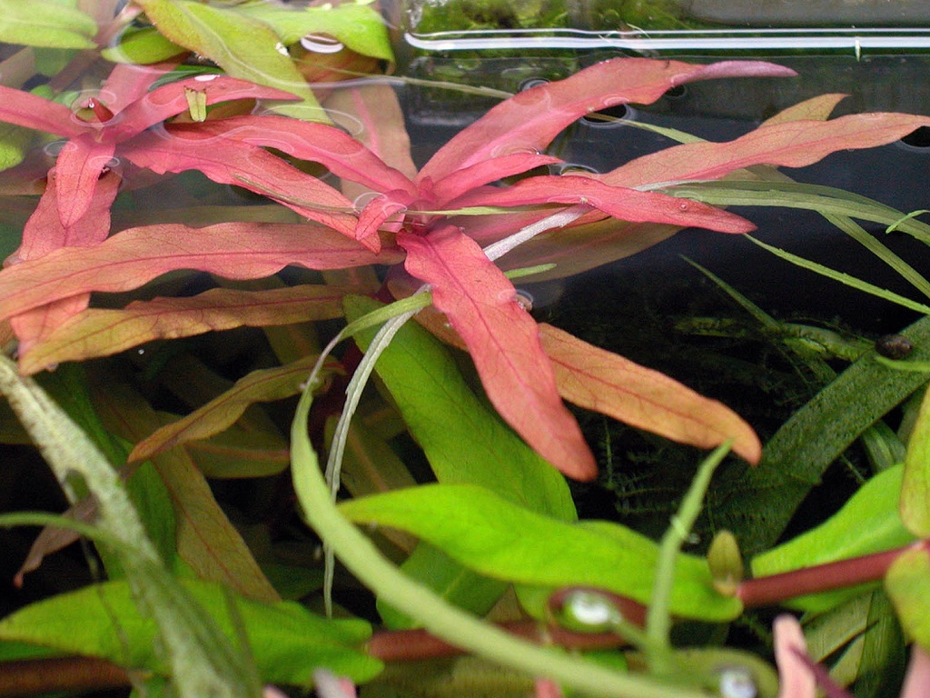 аммания виды