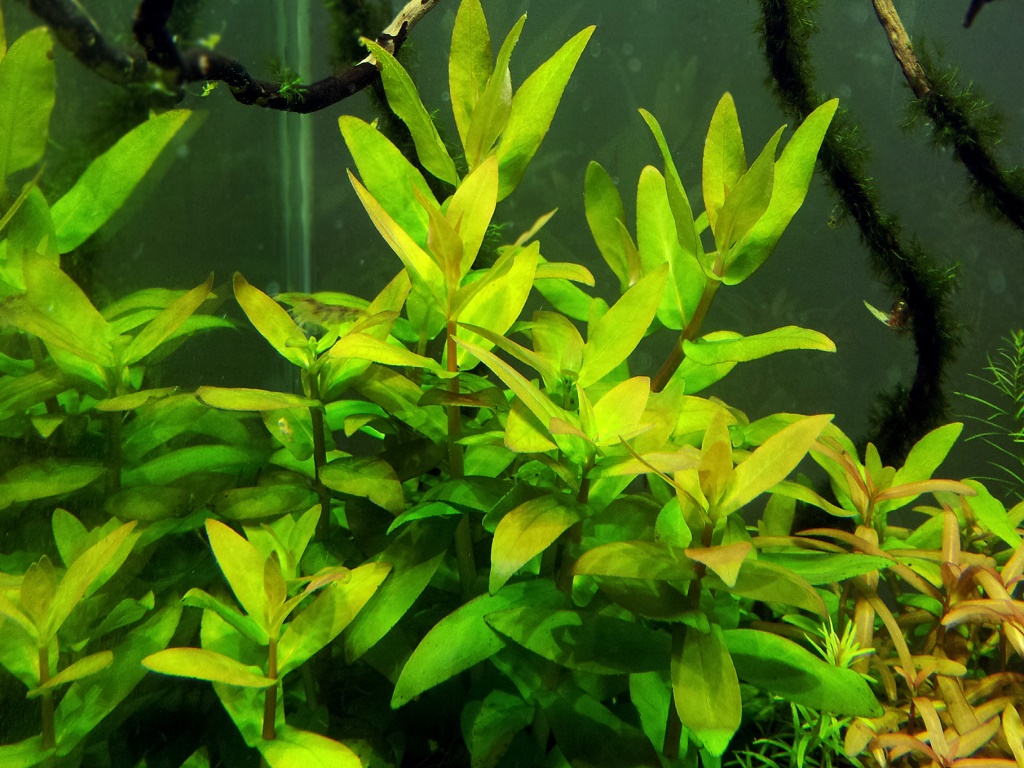 аммания виды