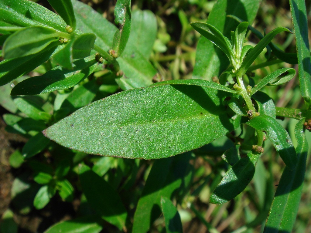 аммания мультифлора