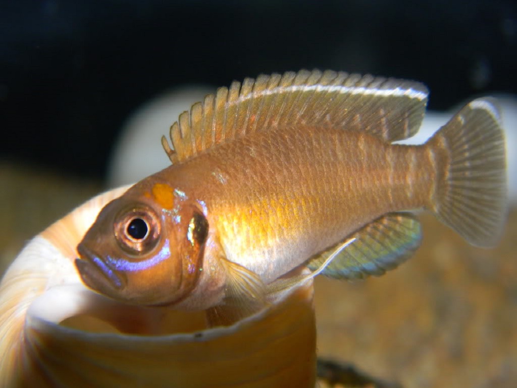 лампрологус виды