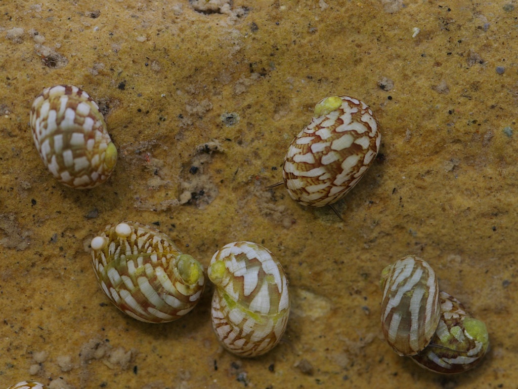 Улитки теодоксусы