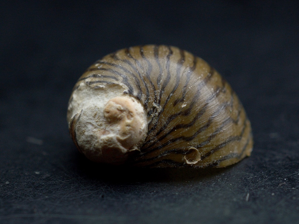 Улитки теодоксусы