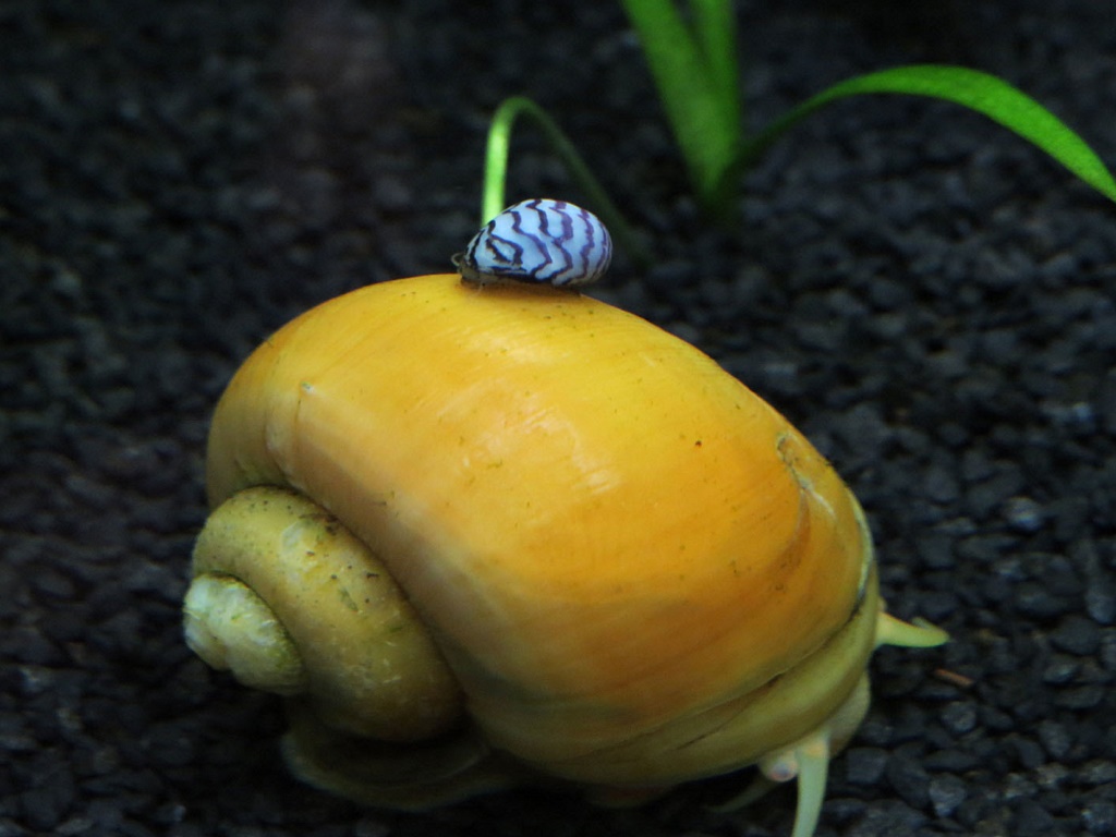 Улитки теодоксусы