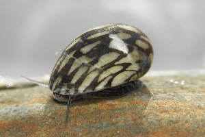 Улитки теодоксусы