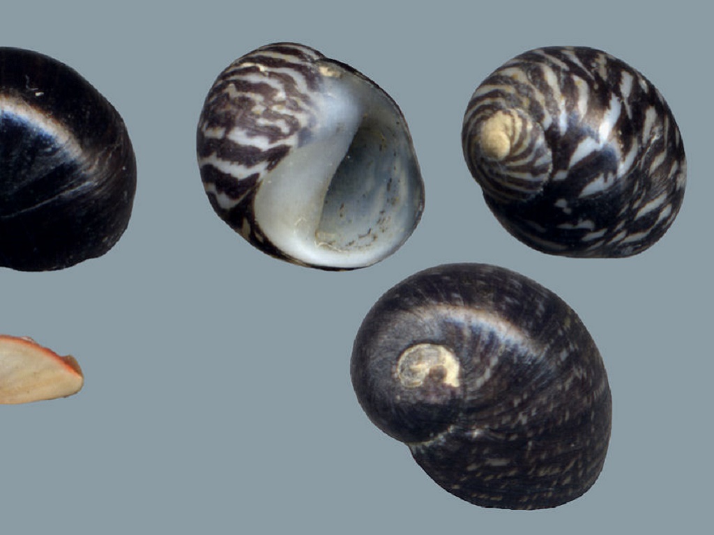 Улитки теодоксусы