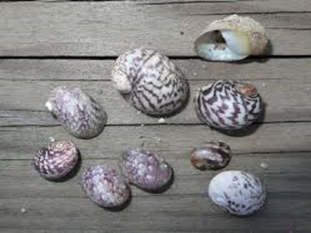 Улитки теодоксусы