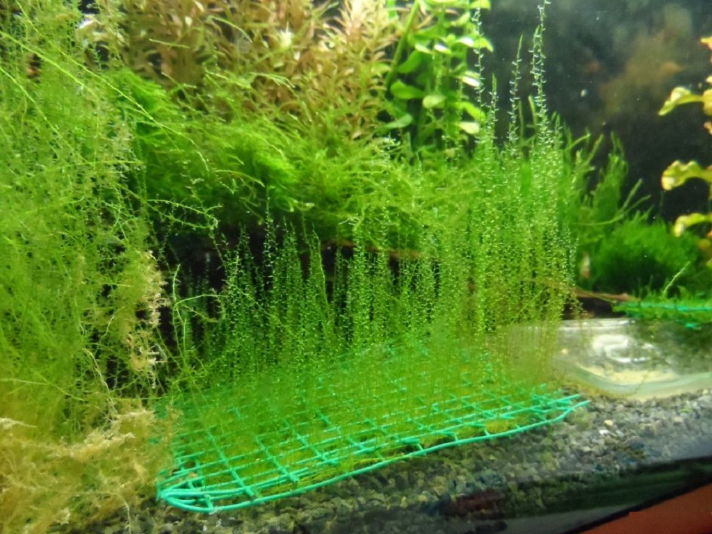 мох стринги