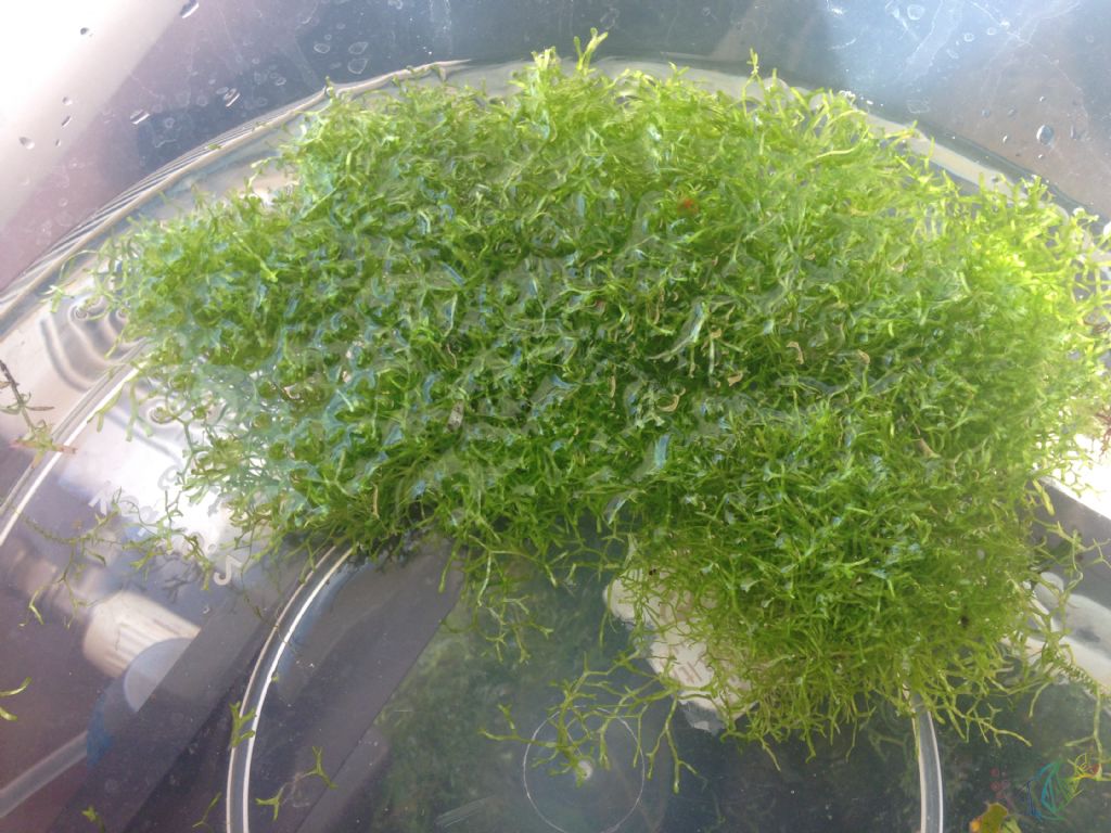 Мох стринги