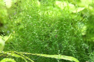 мох стринги