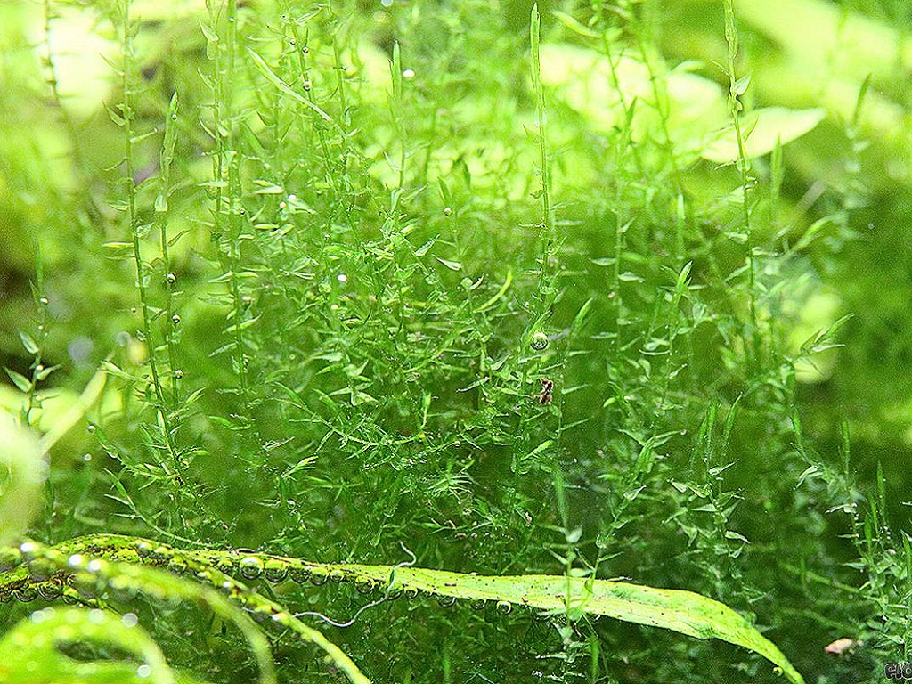 мох стринги