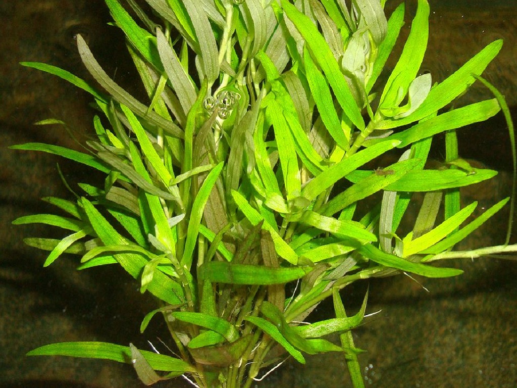 Гетерантера остролистная