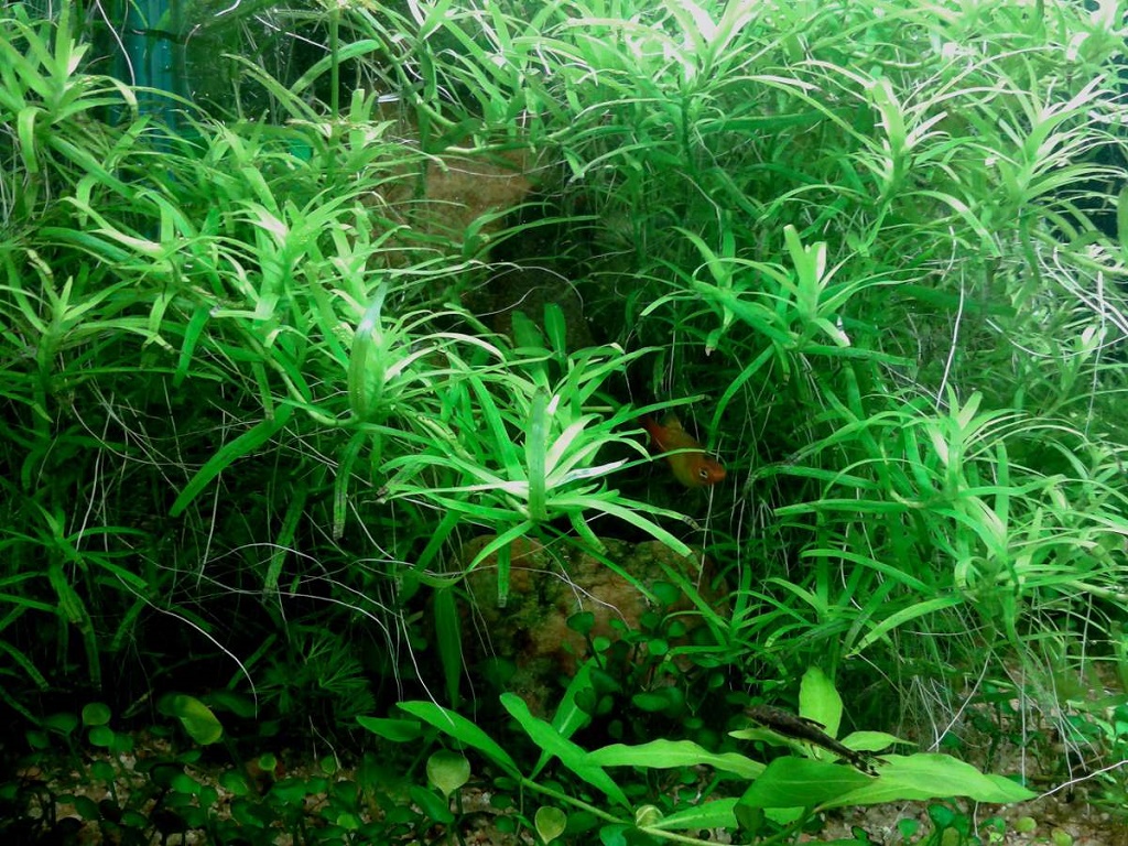 Гетерантера остролистная