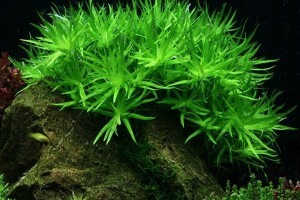 Гетерантера остролистная