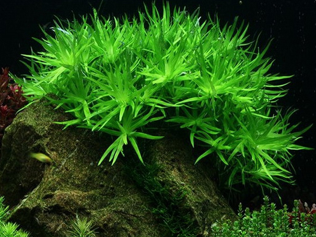 Гетерантера остролистная