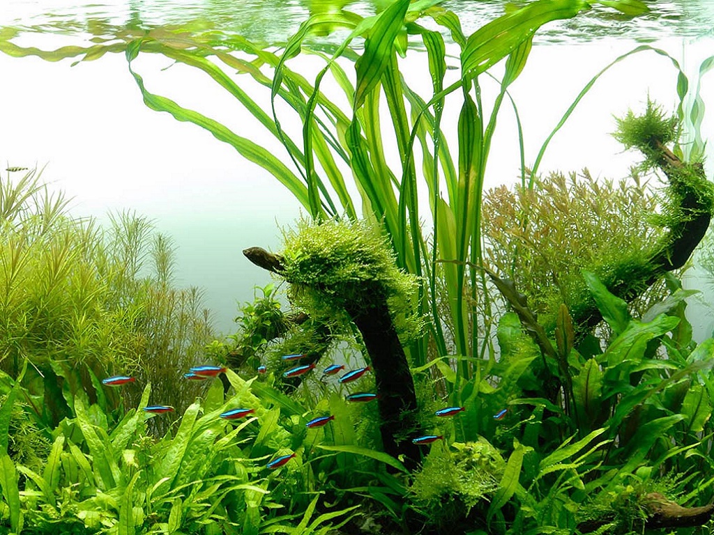 Лампа для аквариумных растений