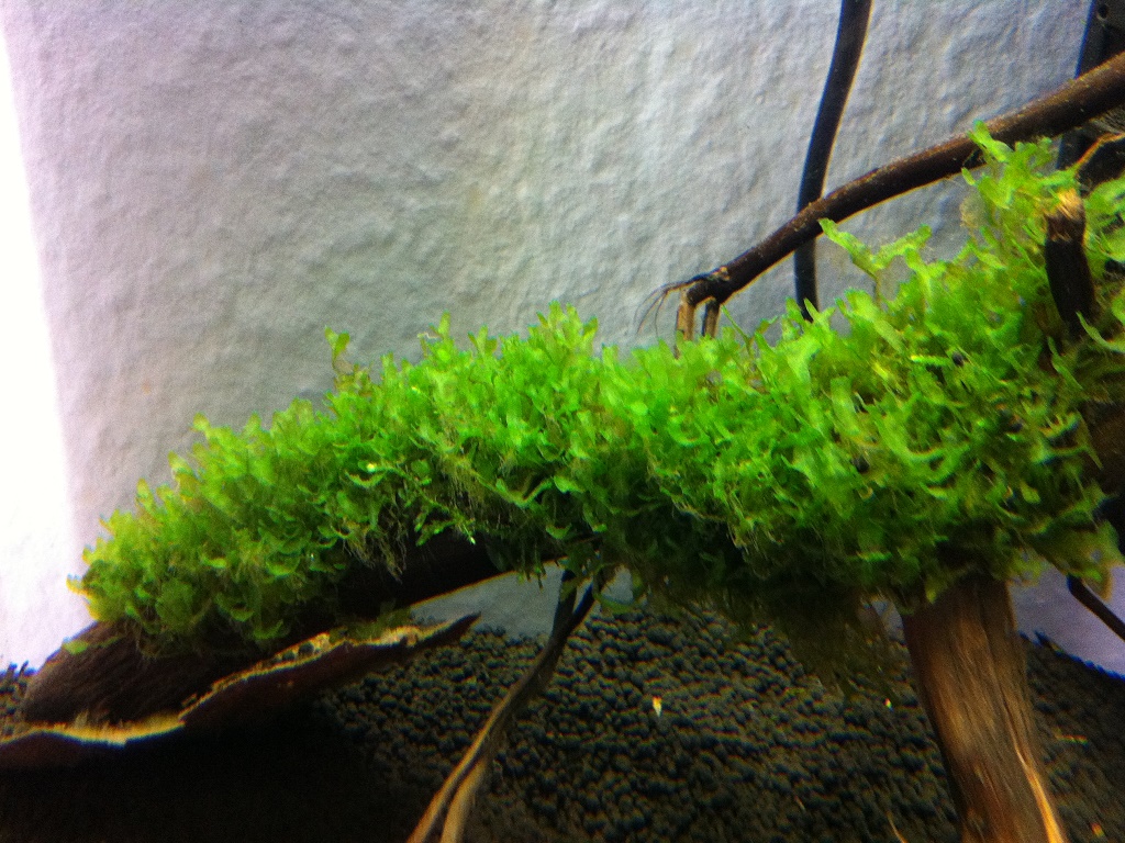 Ломариопсис линеата