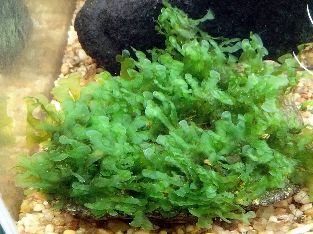 Ломариопсис линеата