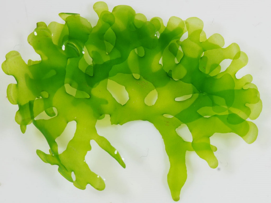 Ломариопсис линеата