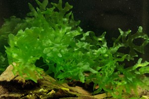 Ломариопсис линеата