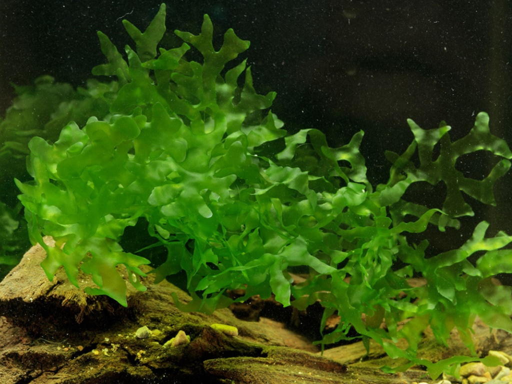 Ломариопсис линеата