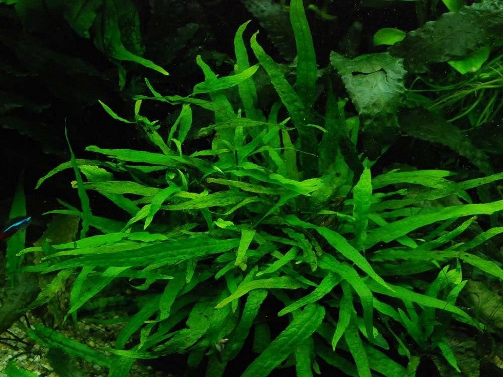 Папоротник таиландский узколистный