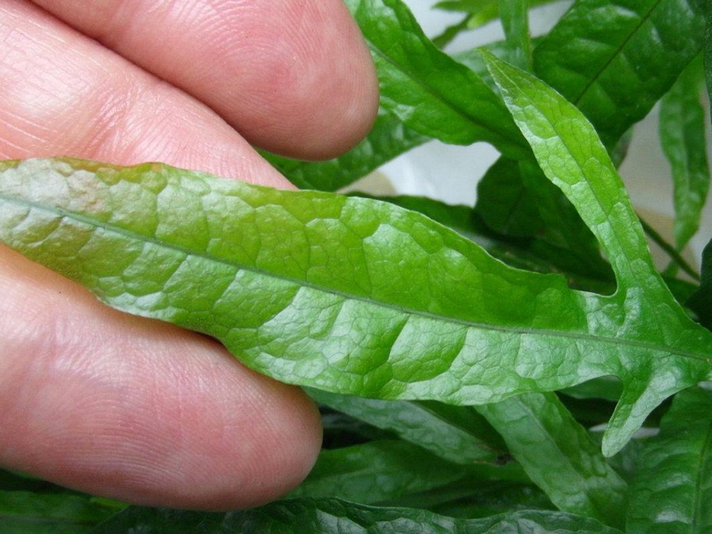 Папоротник таиландский узколистный