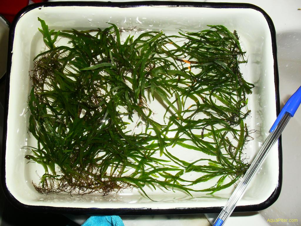 Папоротник таиландский узколистный