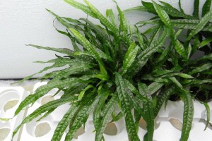 Папоротник таиландский узколистный