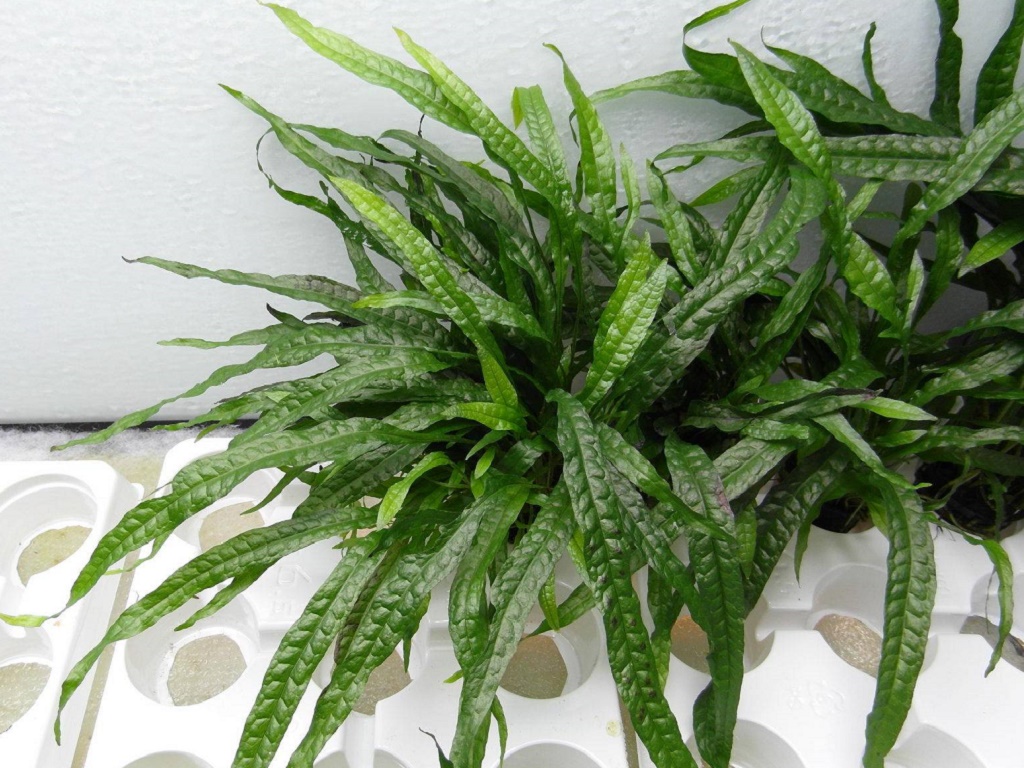 Папоротник таиландский узколистный