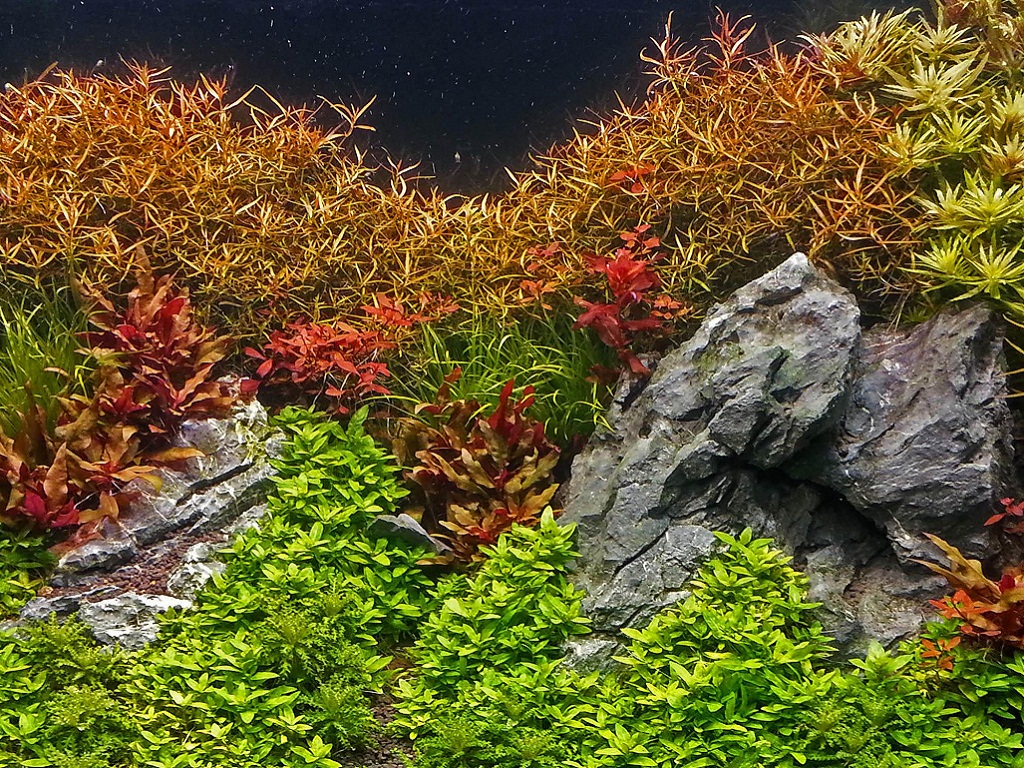 Стаурогин содержание