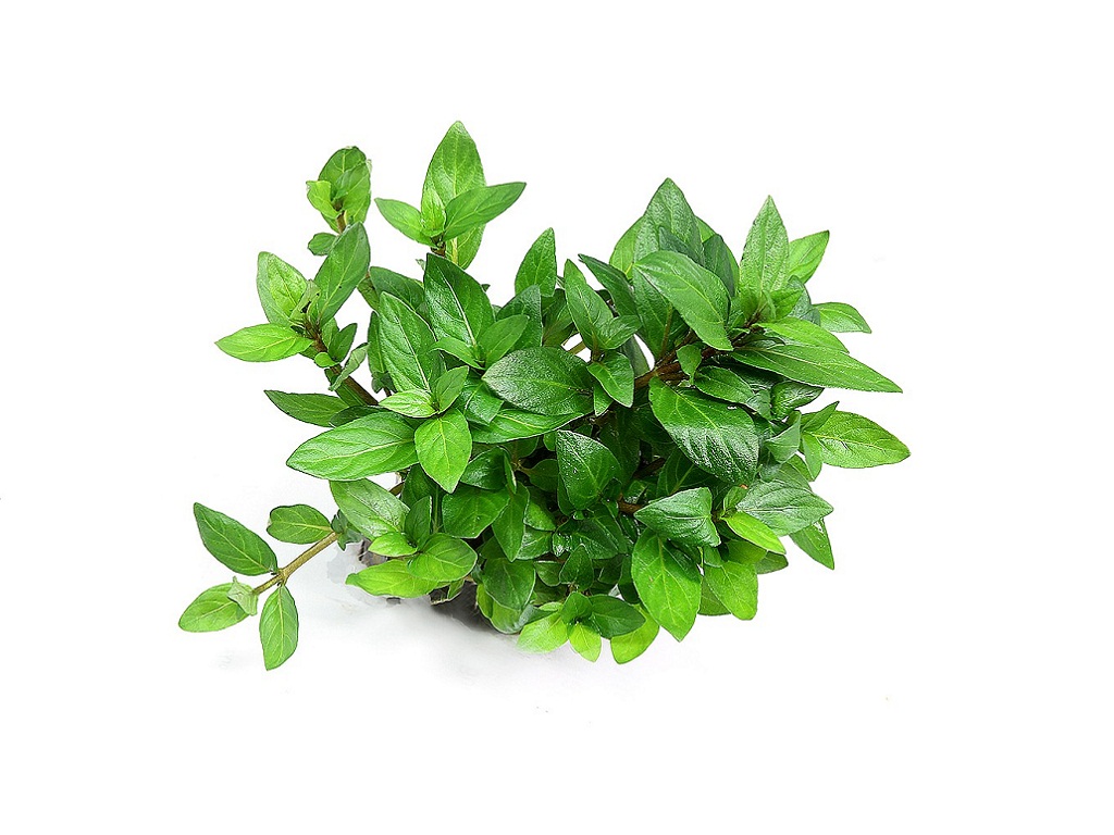 Стаурогин содержание