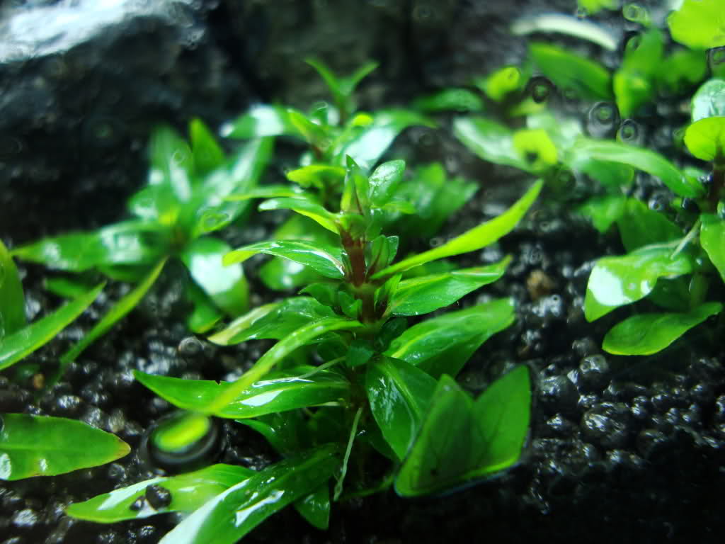 Стаурогин содержание