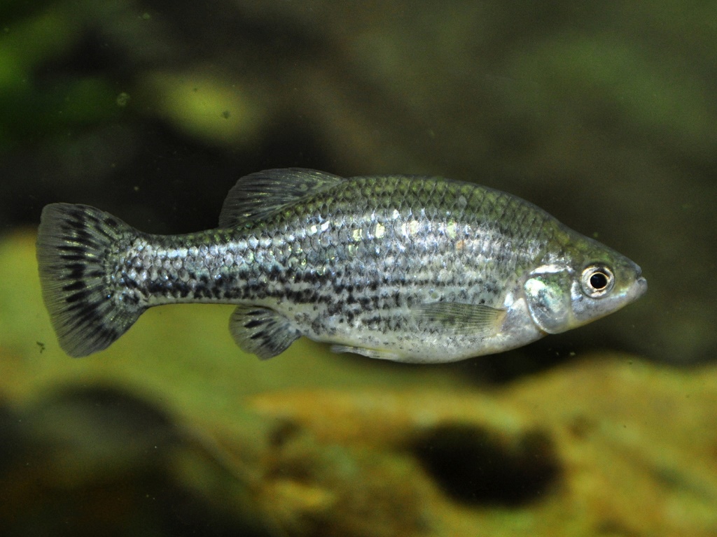 амека глянцевая